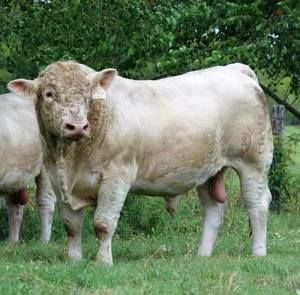 Meet your Posher, Larry